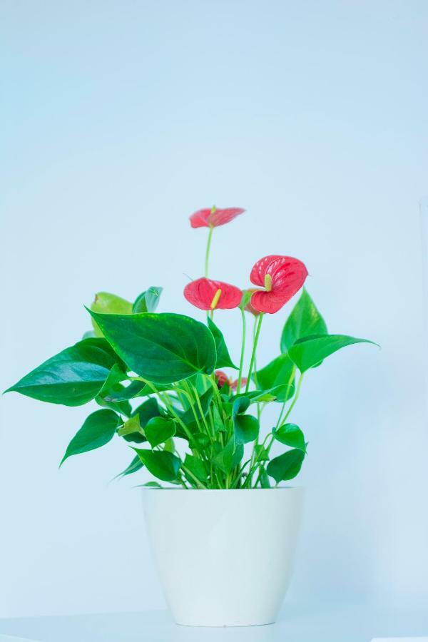 Apartman Visnja スルニュ エクステリア 写真